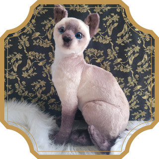 Rarity | Sorcière et Magie